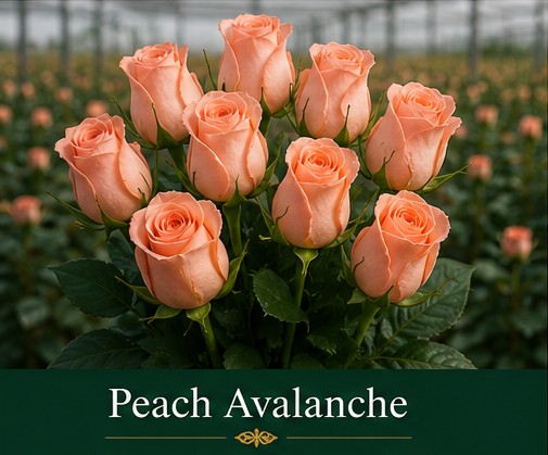 Peach Avalanche